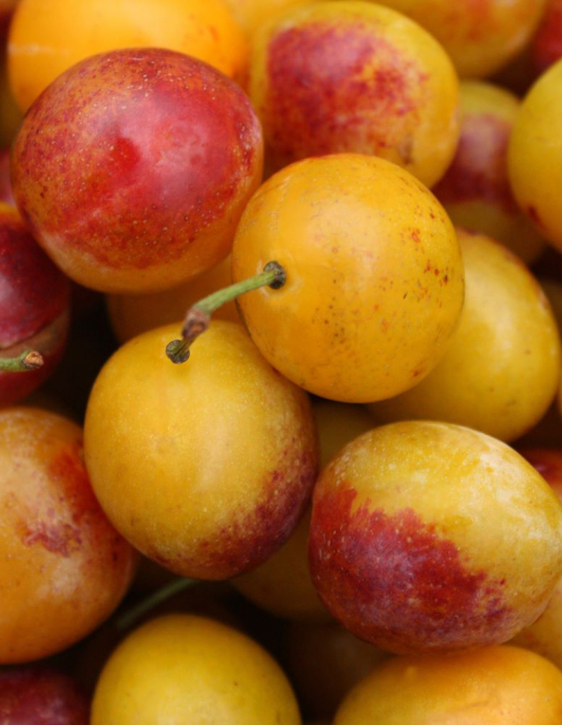 Earl Koerckel Vente De Fruits Et Legumes Strasbourg 2